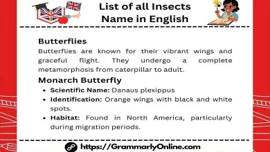 List of all Insects Name in English